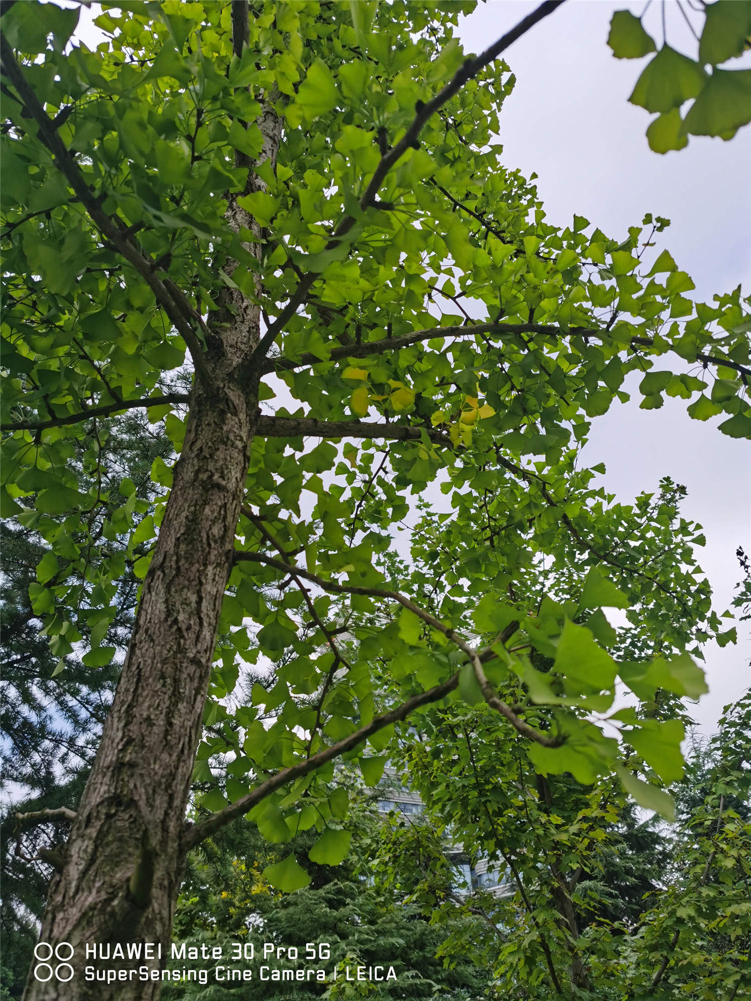 银杏树