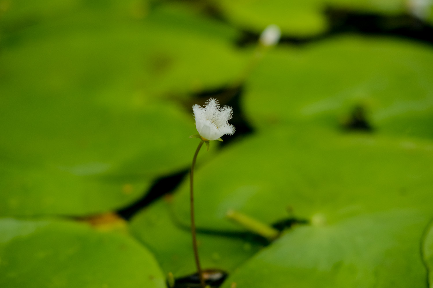 印度荇菜