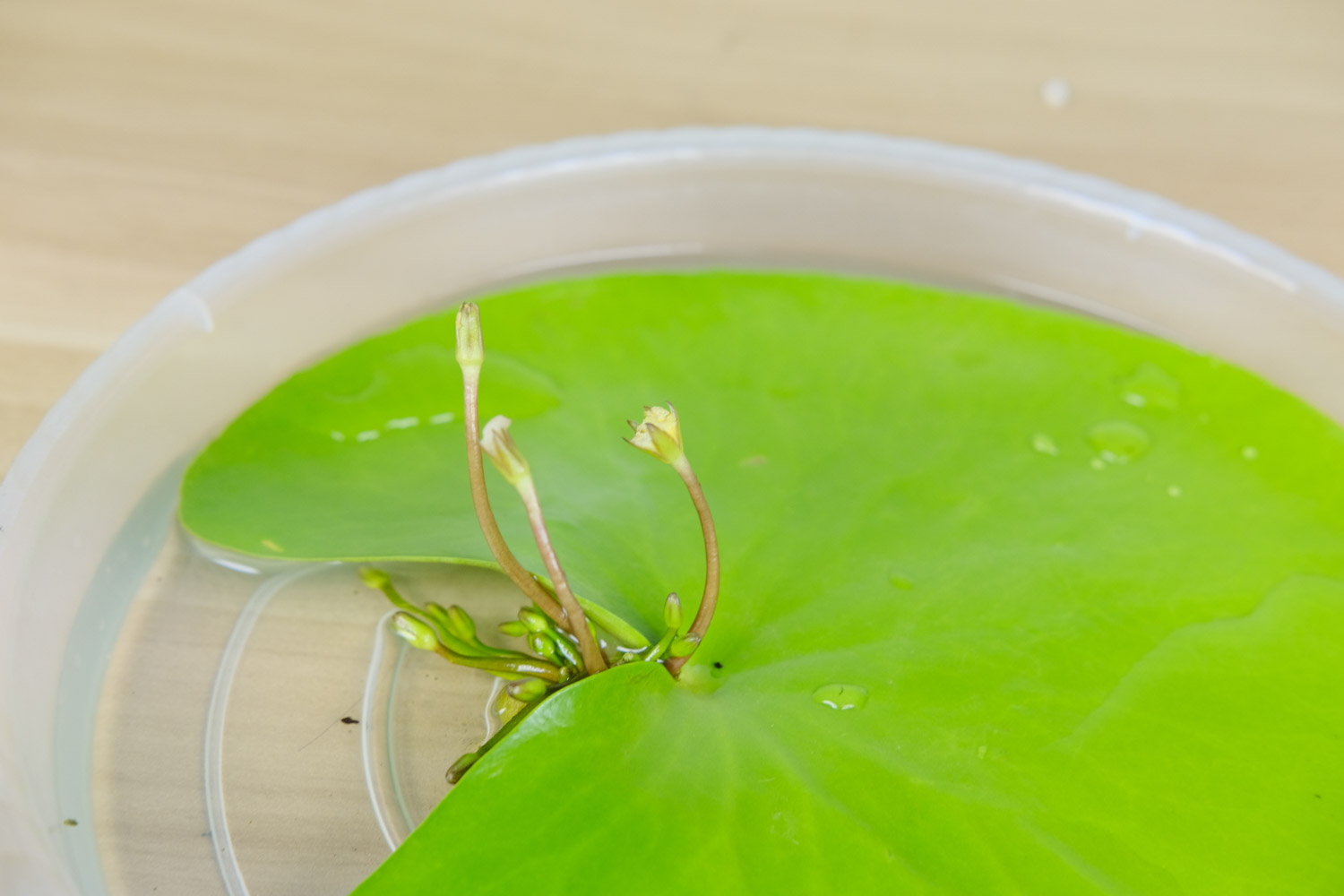 荇菜