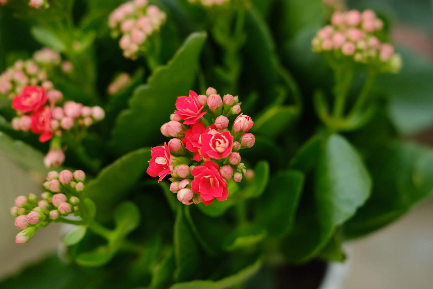 长寿花 长寿花
