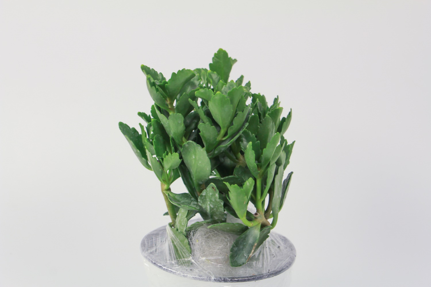 长寿花 长寿花