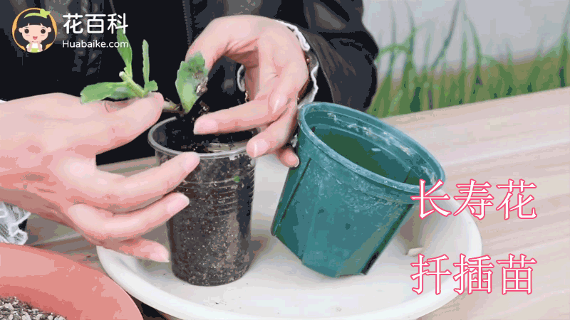 长寿花