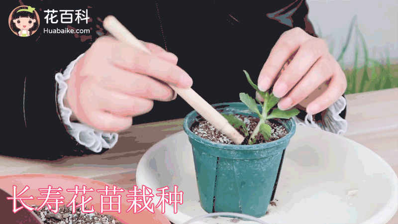长寿花