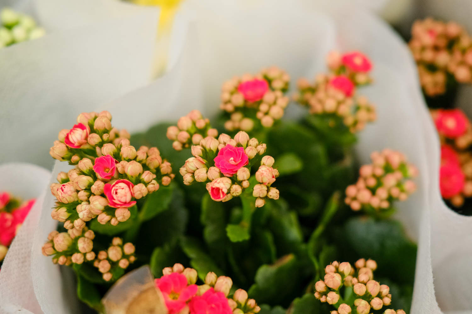 长寿花 长寿花