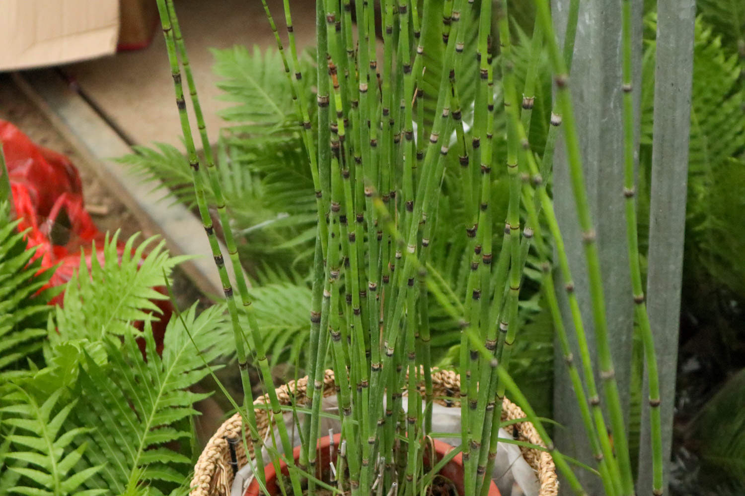 木贼