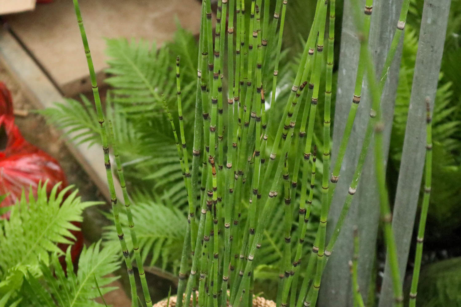 木贼