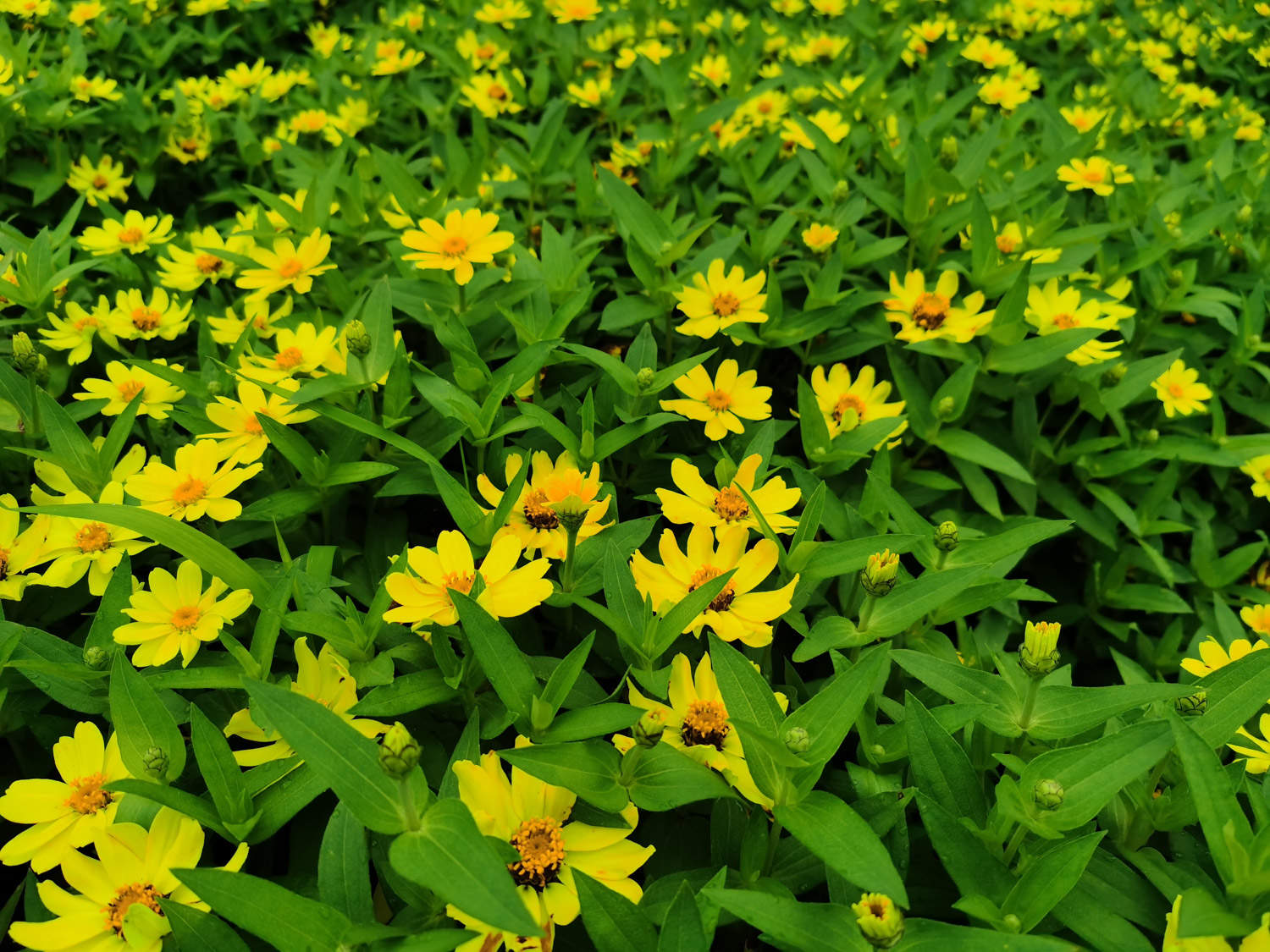皇帝菊:我想静静