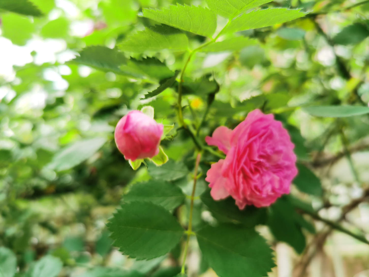 蔷薇 蔷薇