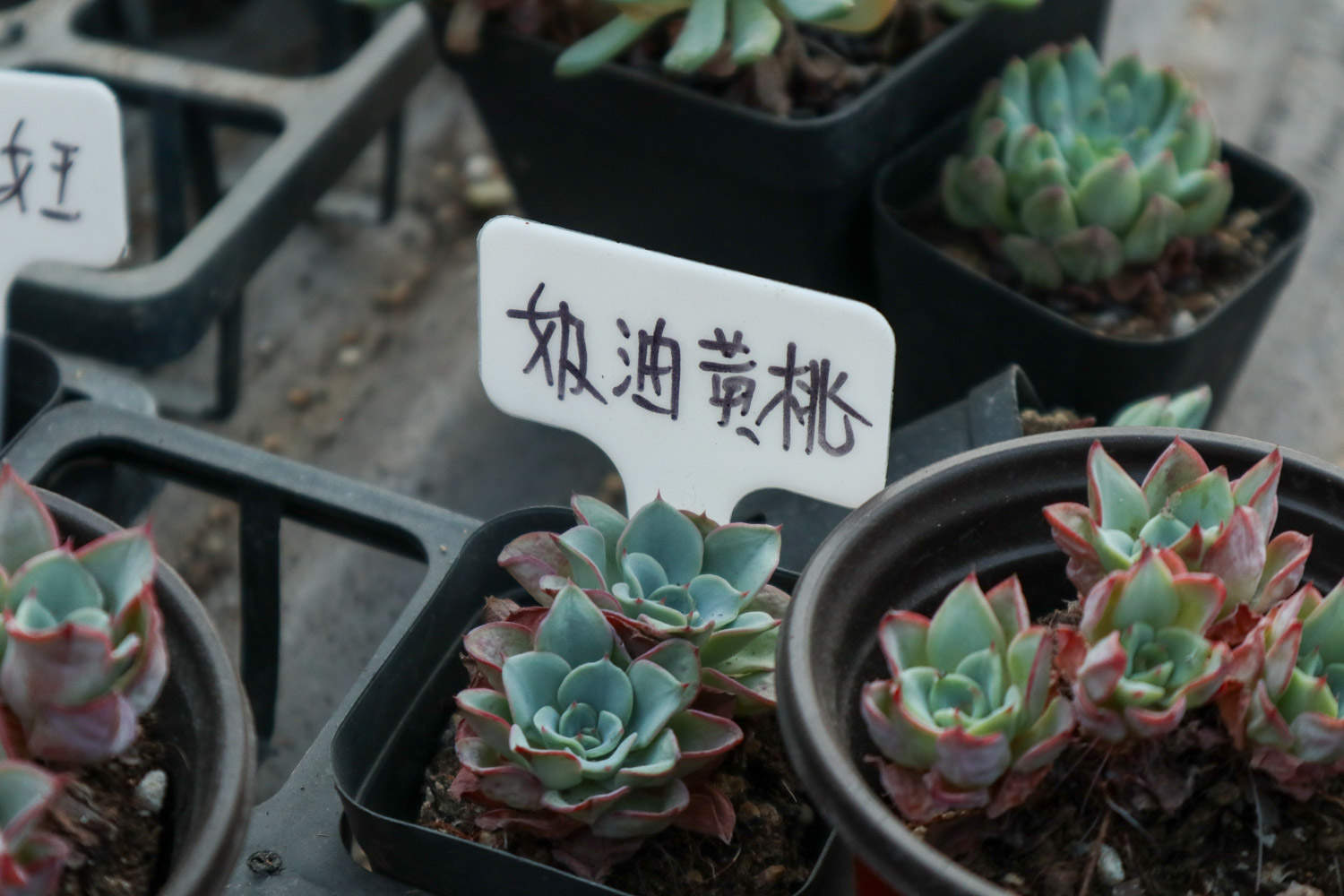 奶油黄桃