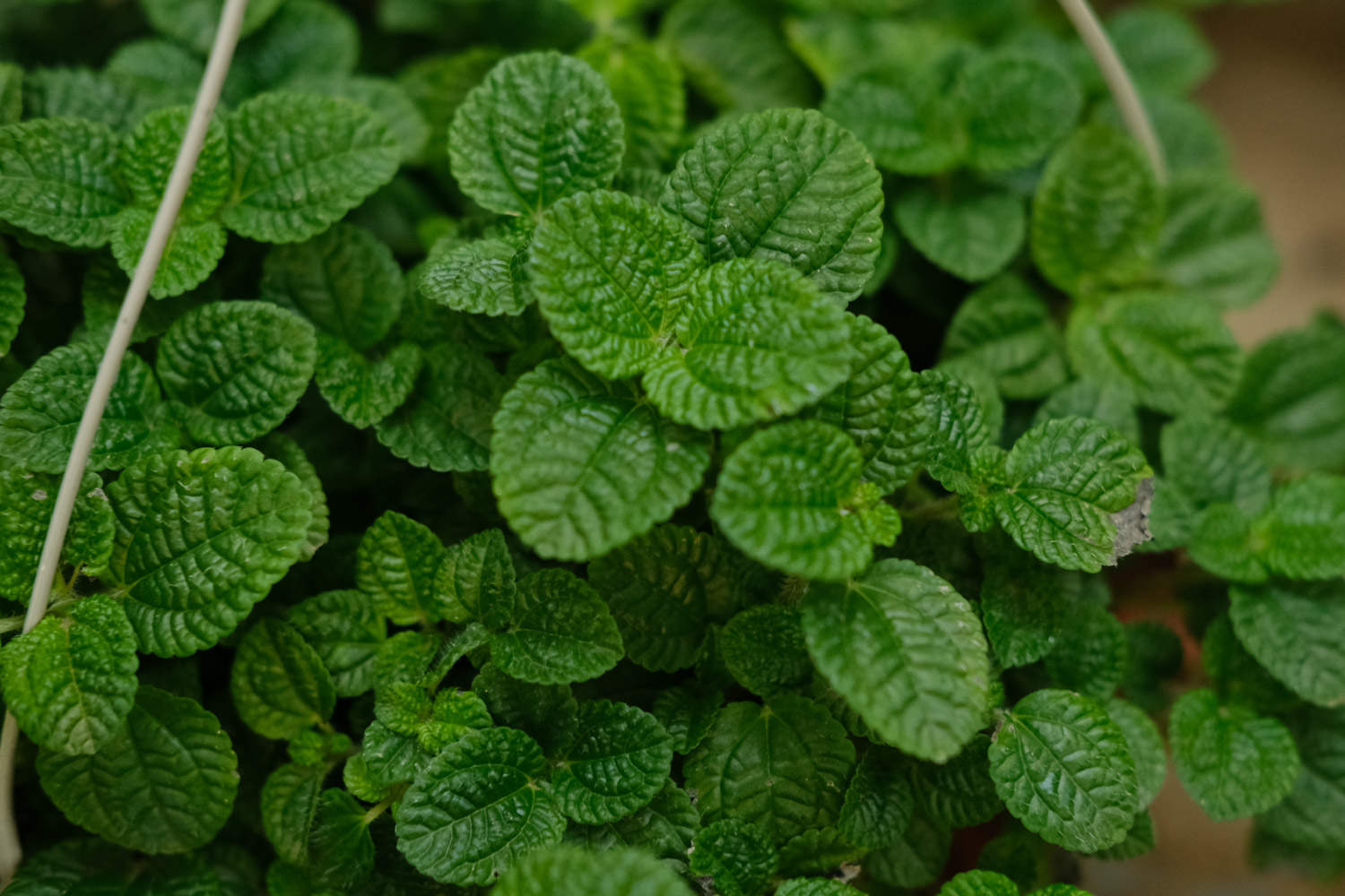 吸毒草