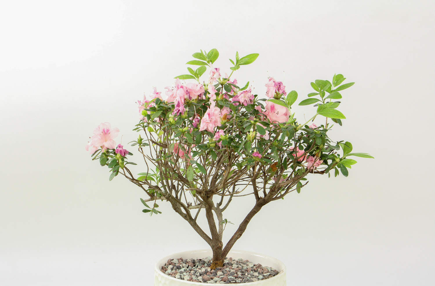 杜鹃花