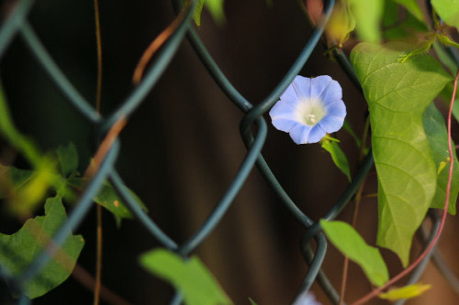 牵牛花