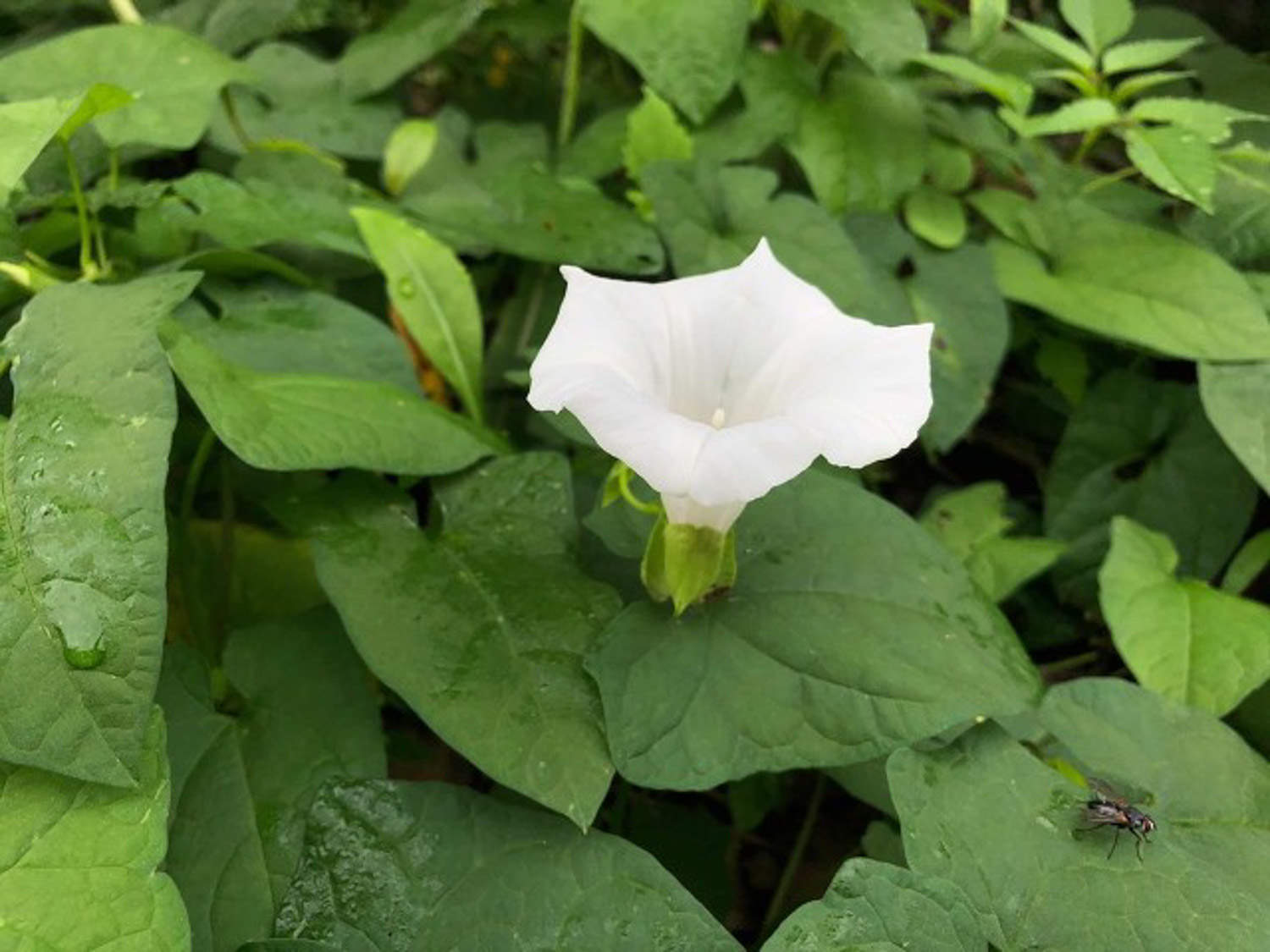牵牛花