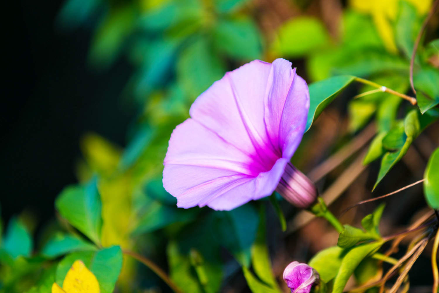 牵牛花