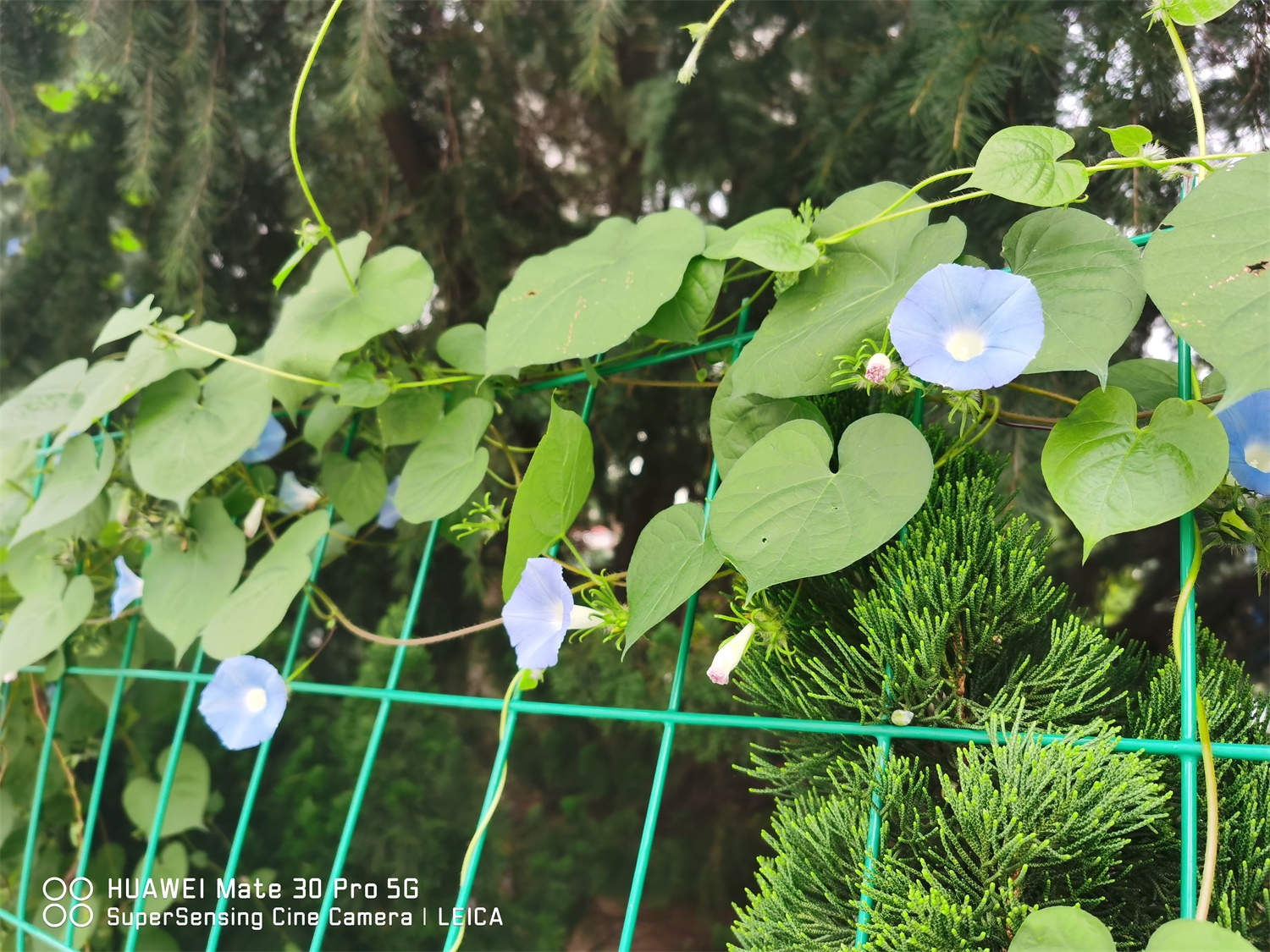牵牛花