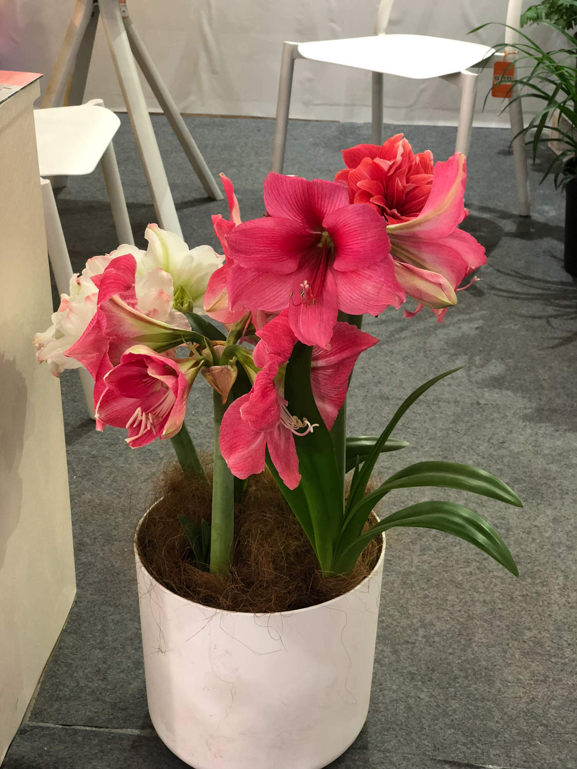 朱顶红 朱顶红