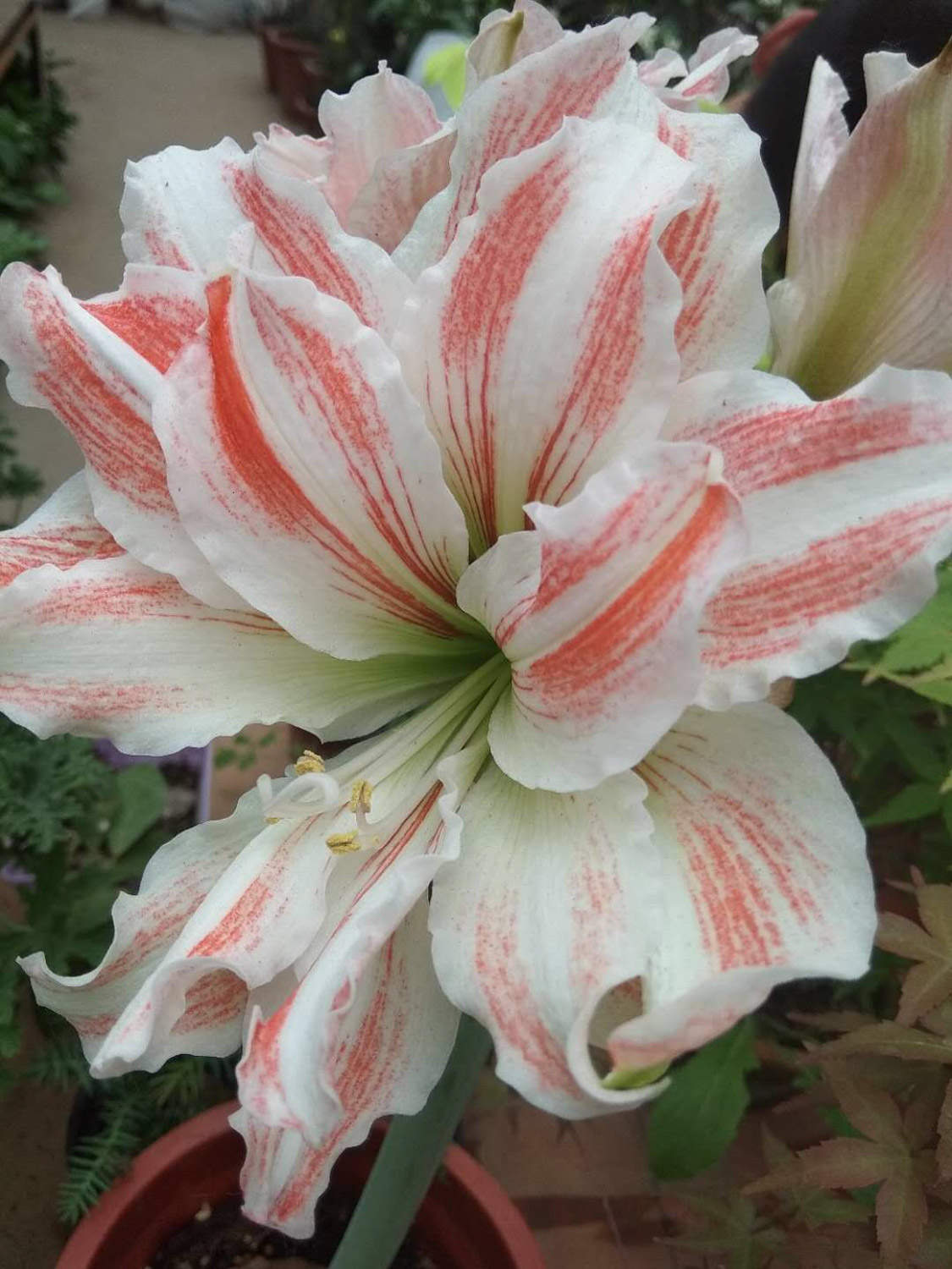 朱顶红 朱顶红