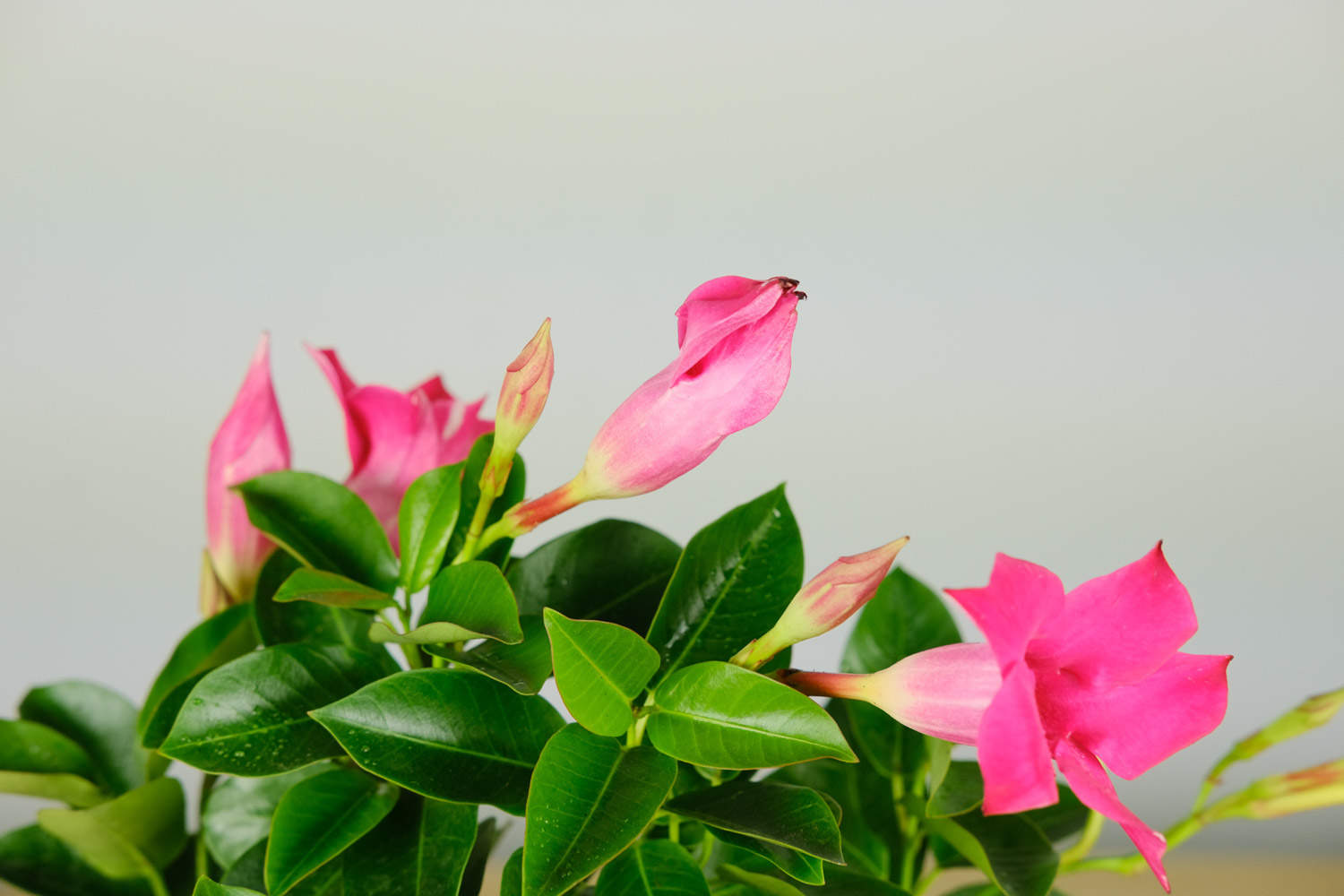 红蝉花