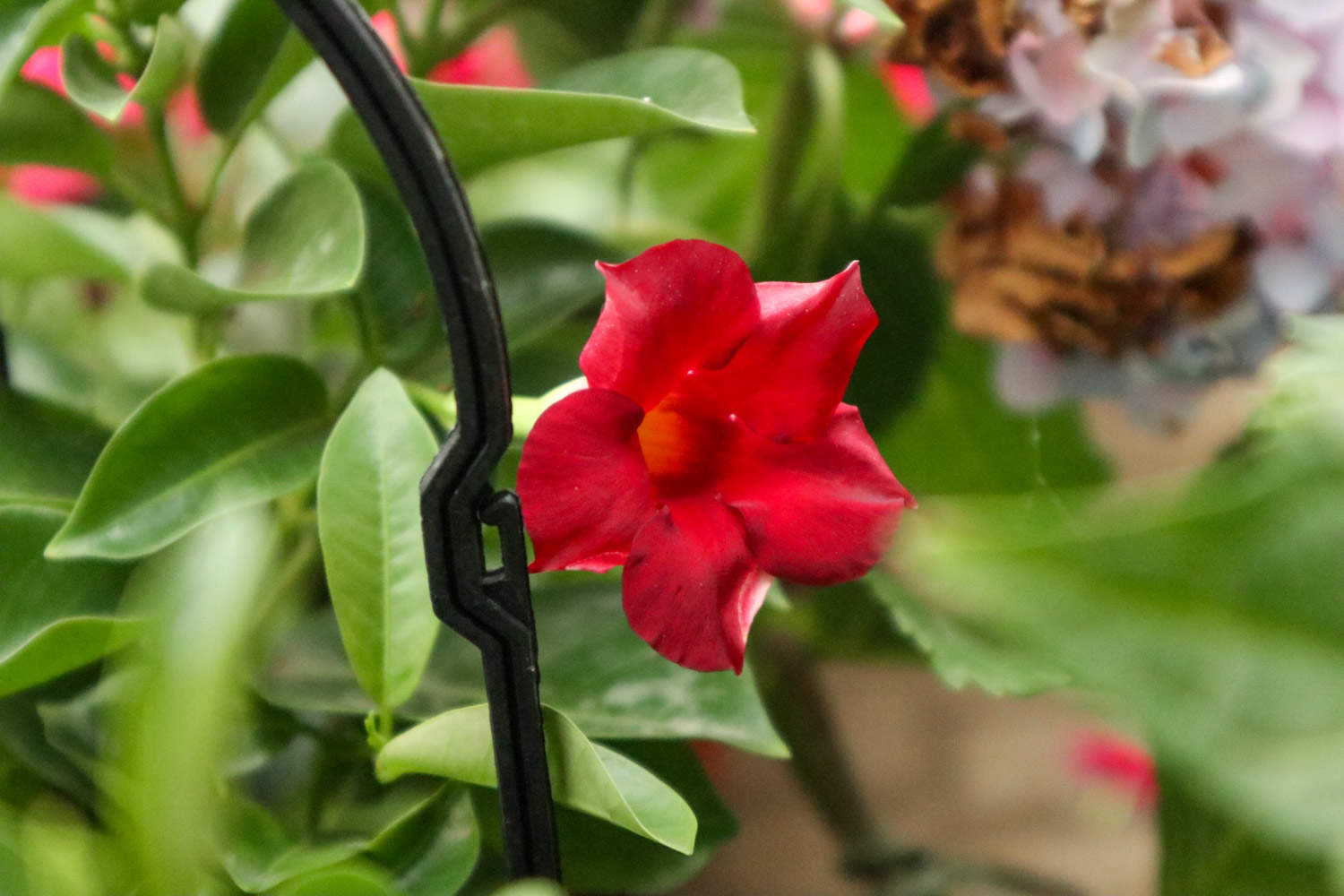 红蝉花