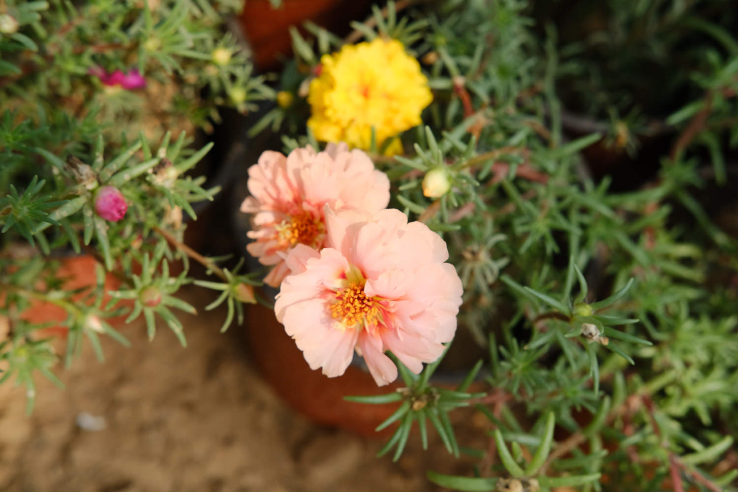 太阳花 太阳花