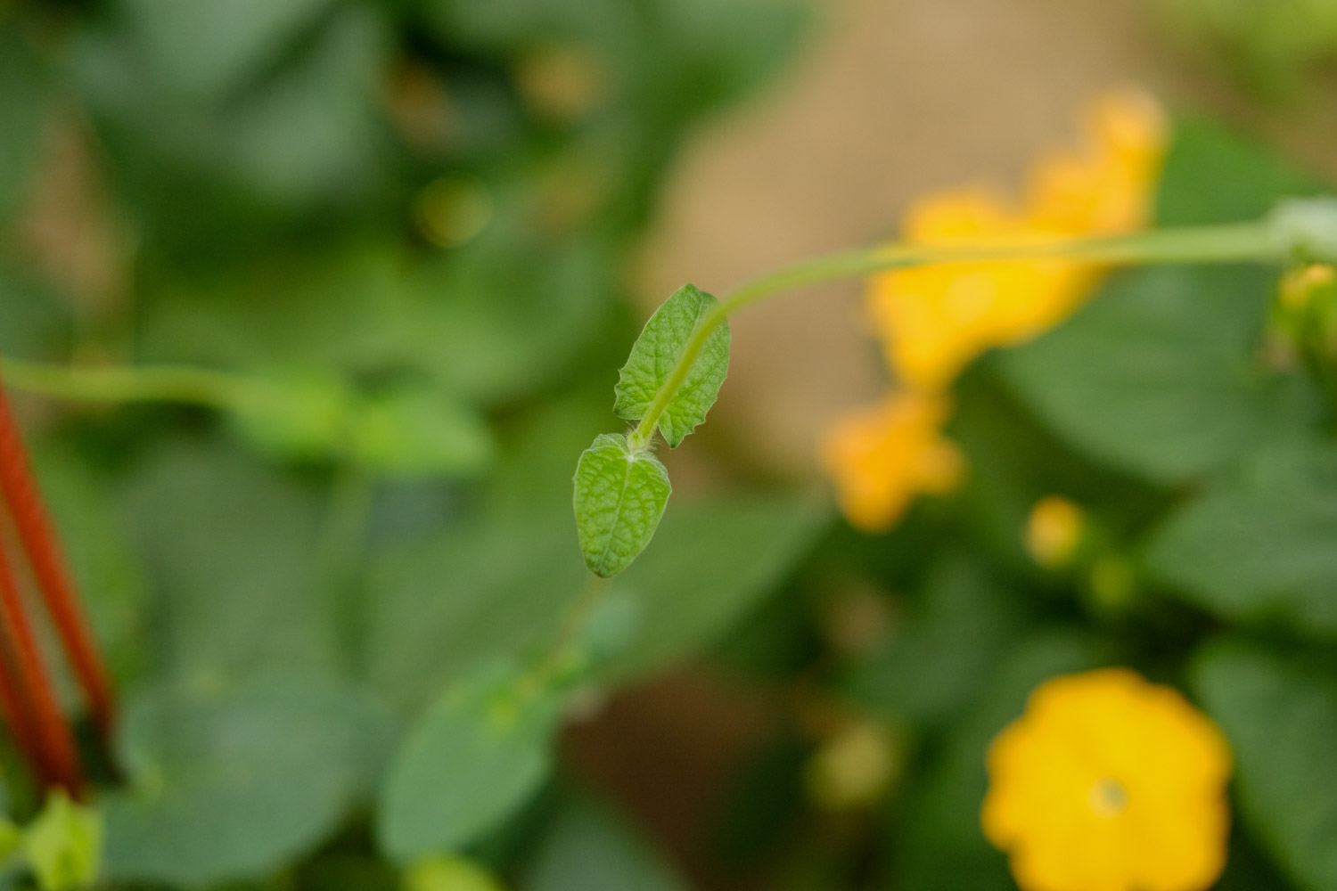 翼叶山牵牛花