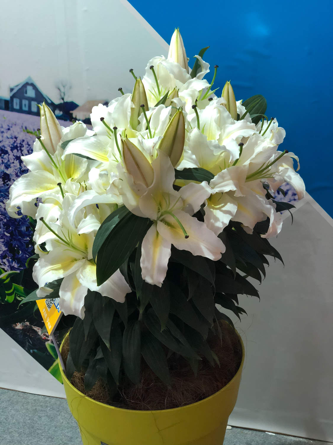百合