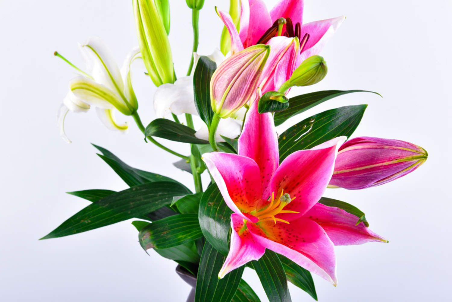 百合