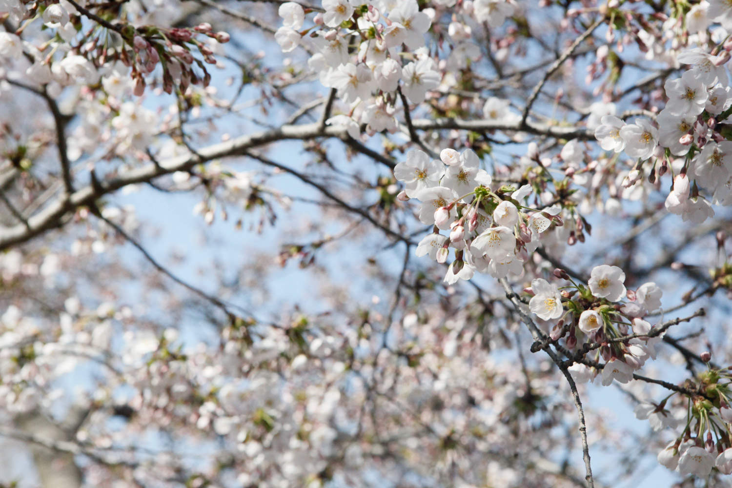樱花