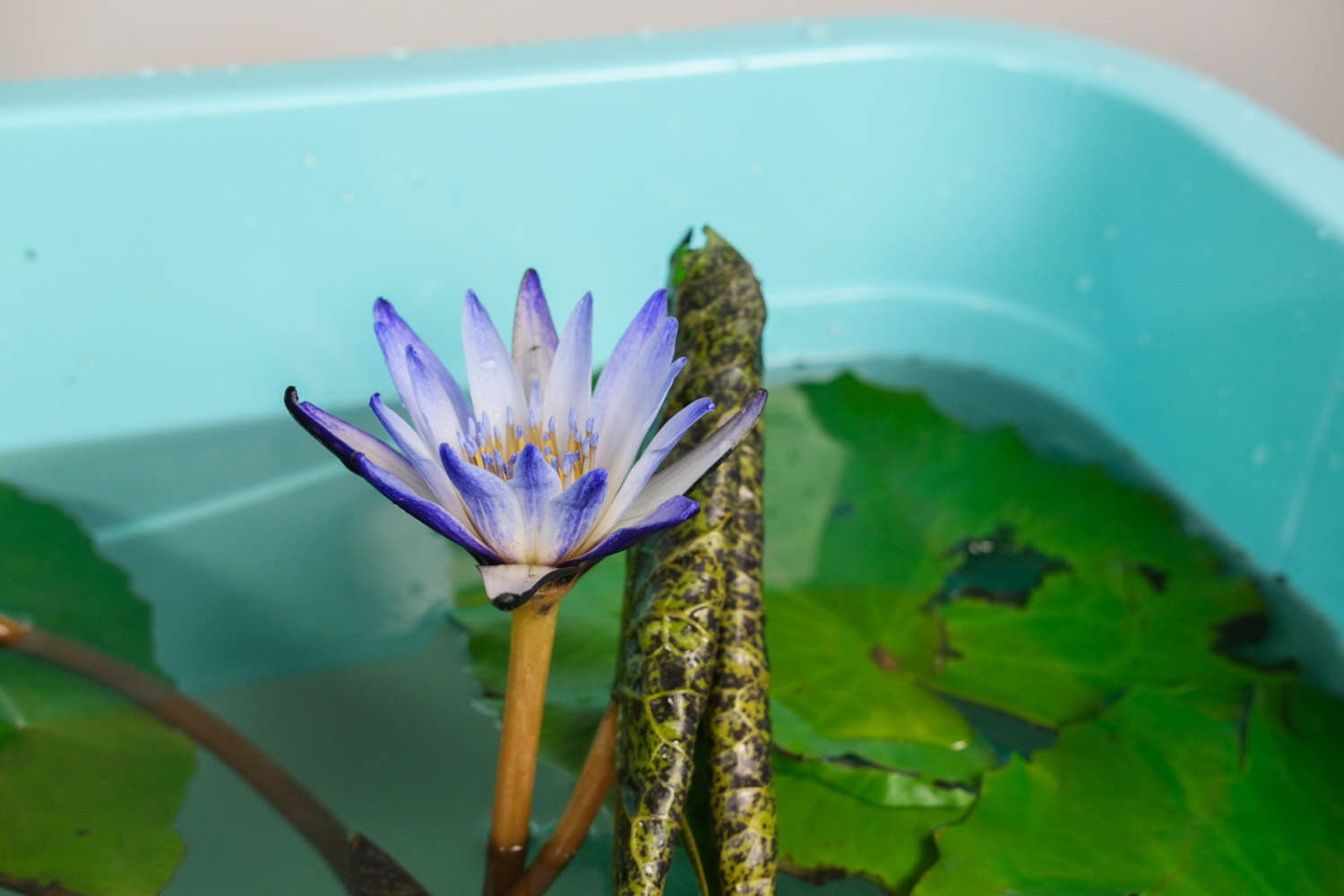 睡莲