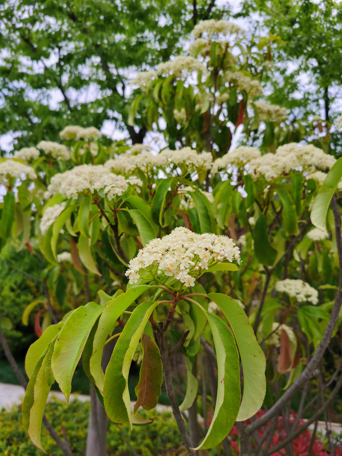 石楠