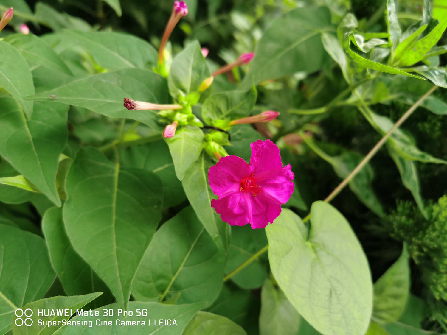 紫茉莉 紫茉莉