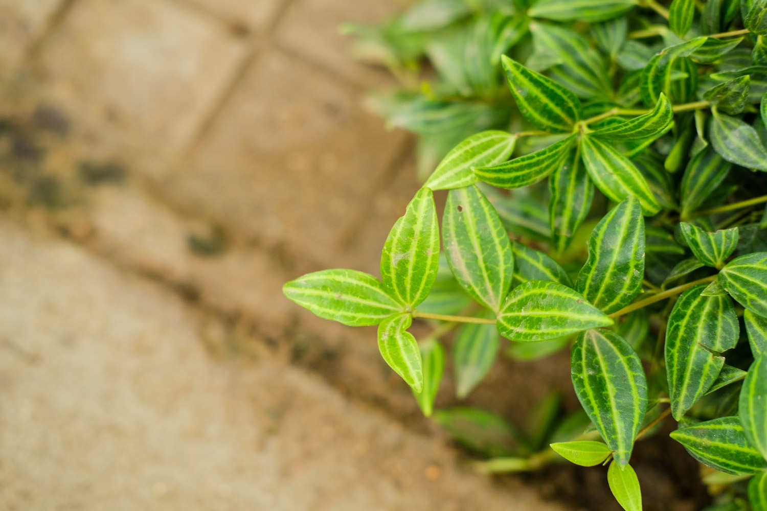 椒草