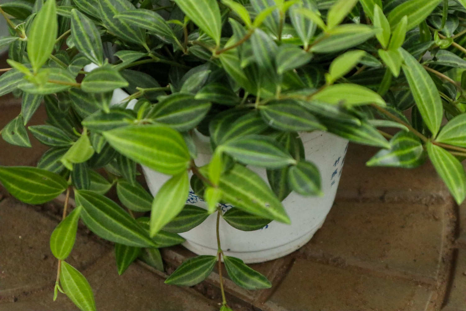 白脉椒草