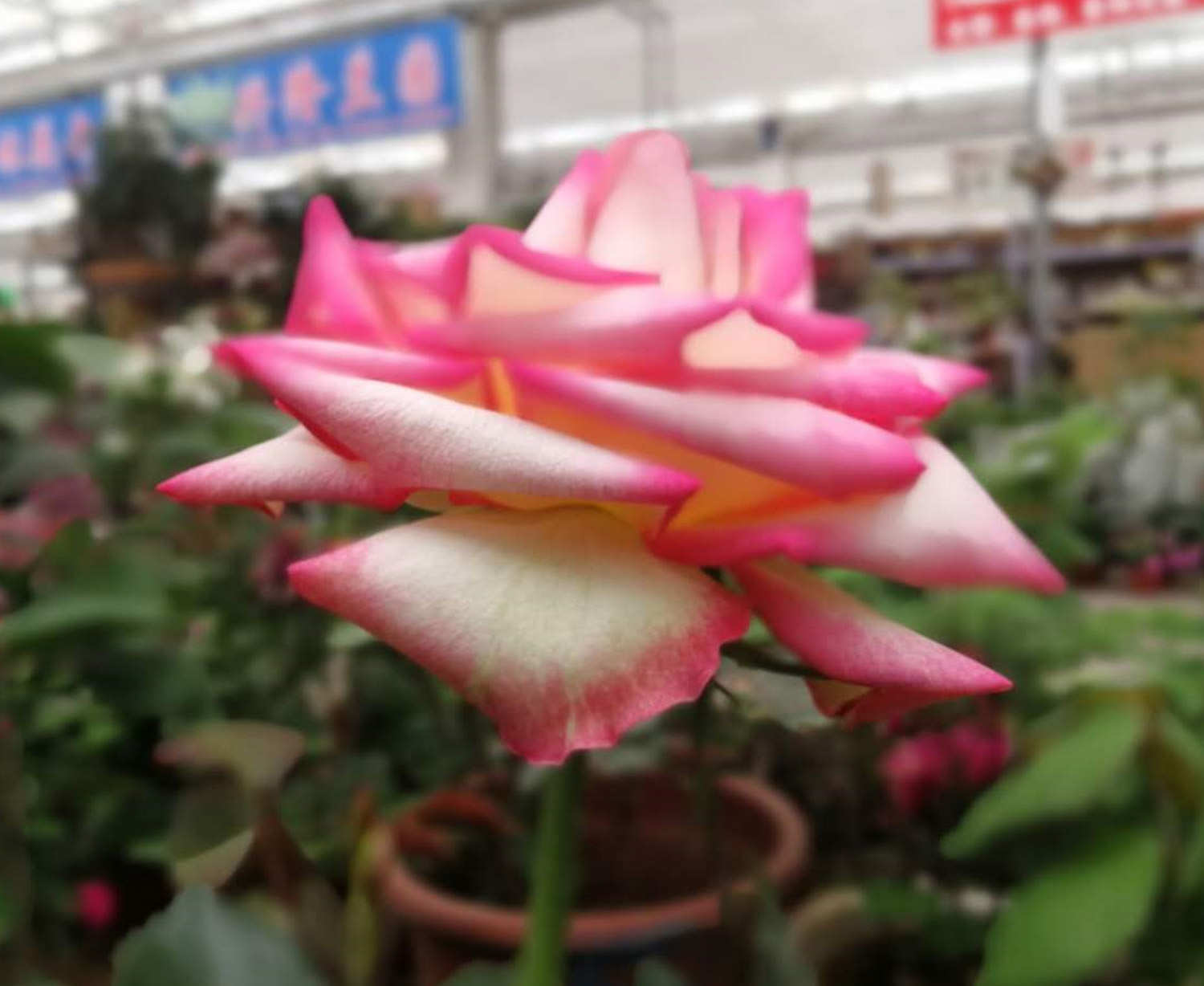月季 月季