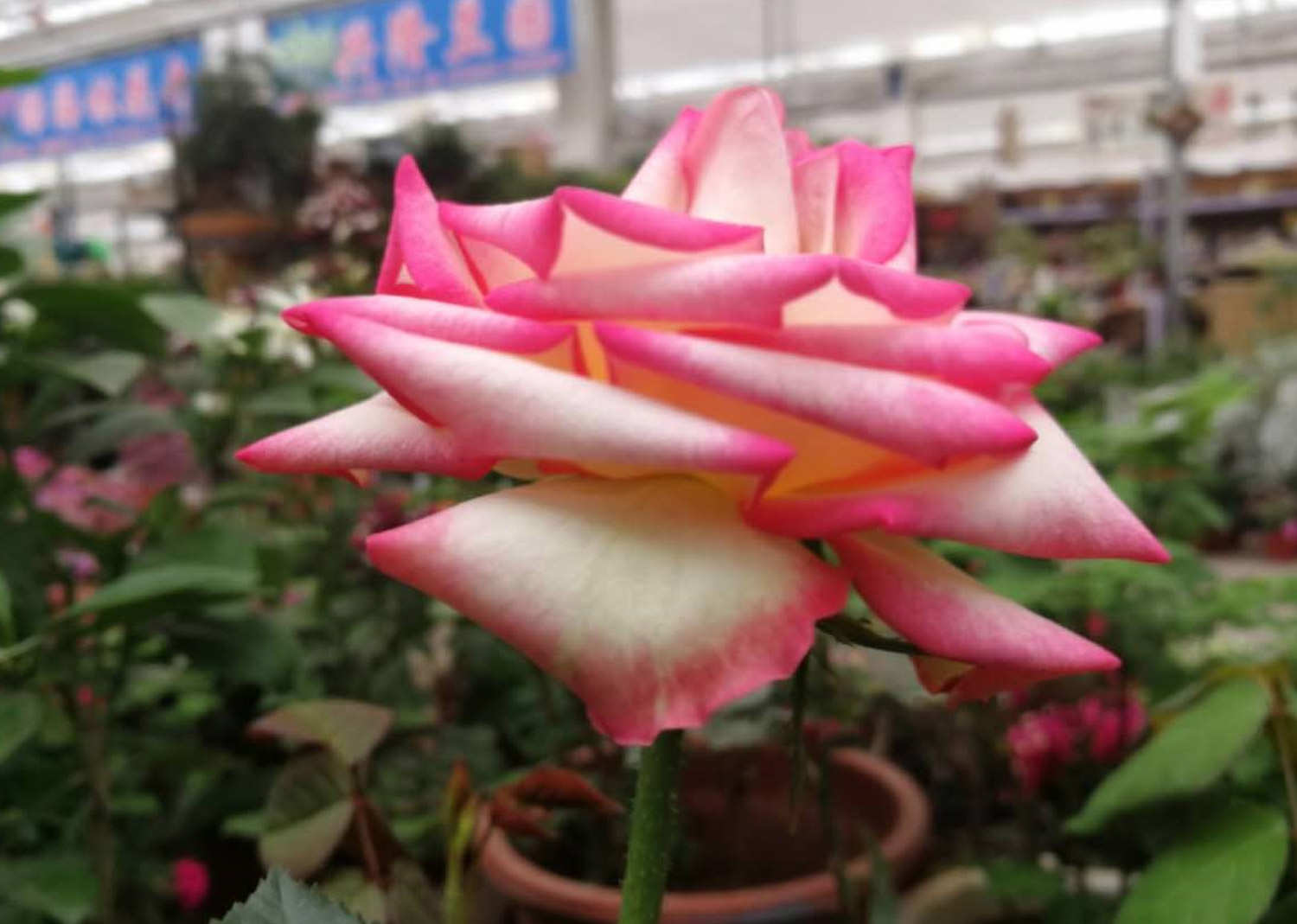 月季 月季