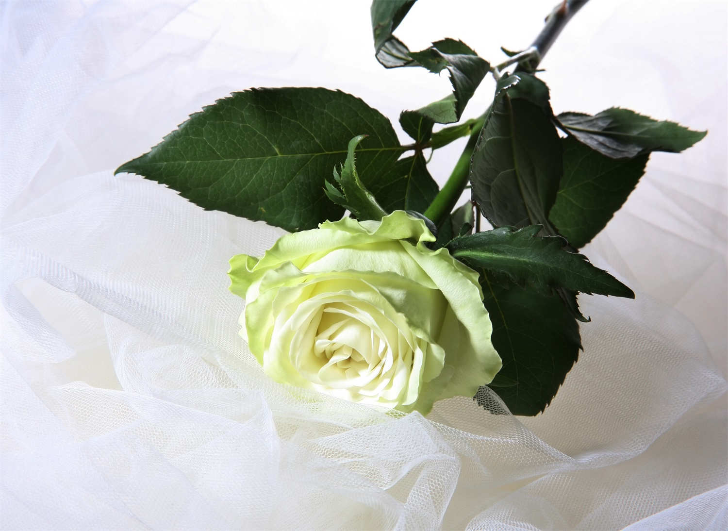 月季花