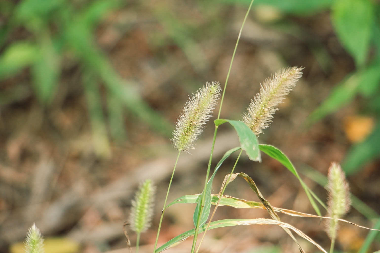 狗尾草