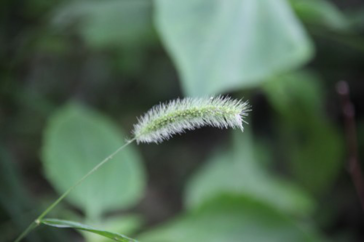 狗尾巴花