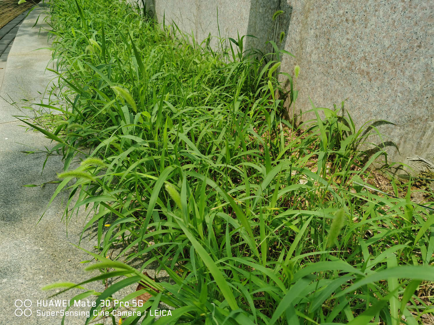 狗尾巴草 狗尾巴草