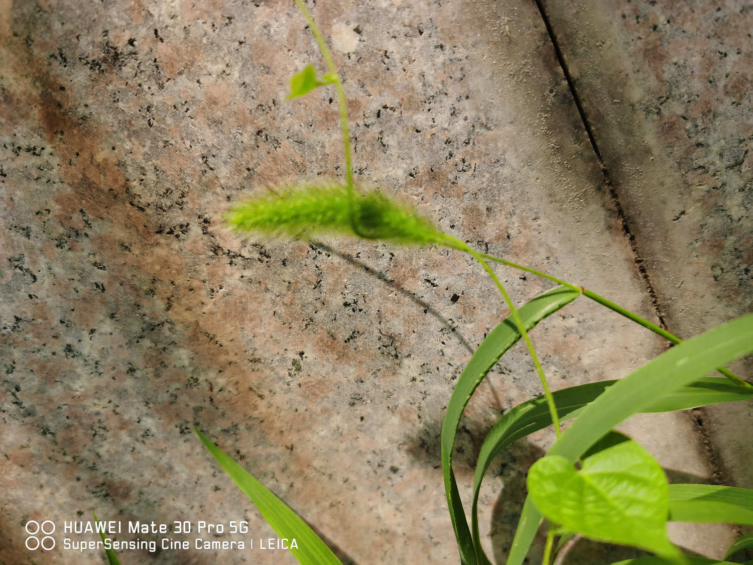 狗尾草