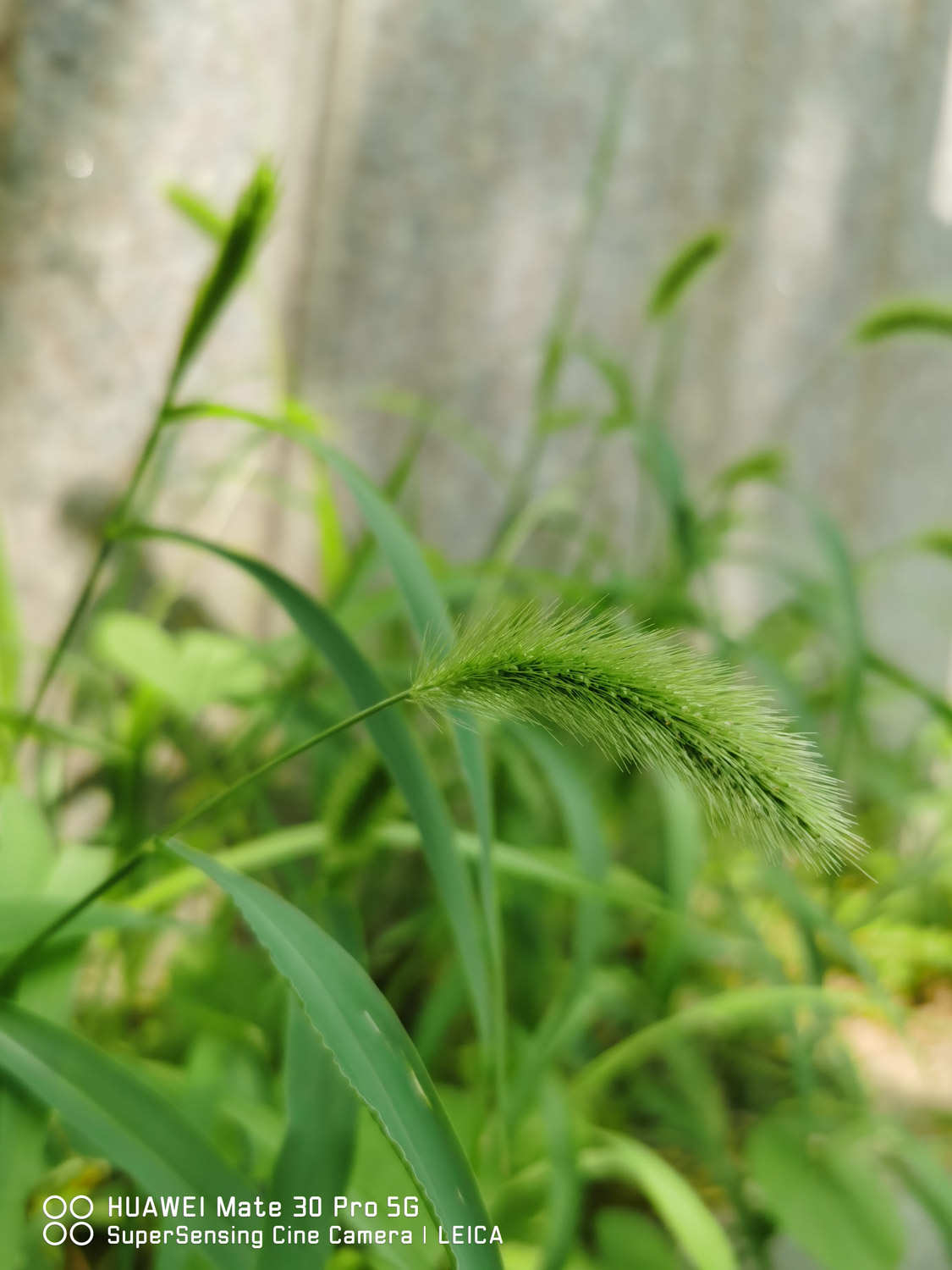 狗尾草