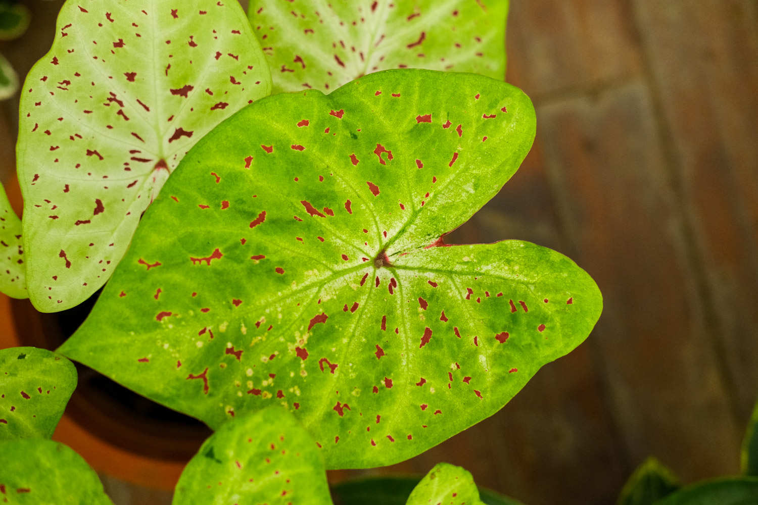 花叶芋 花叶芋