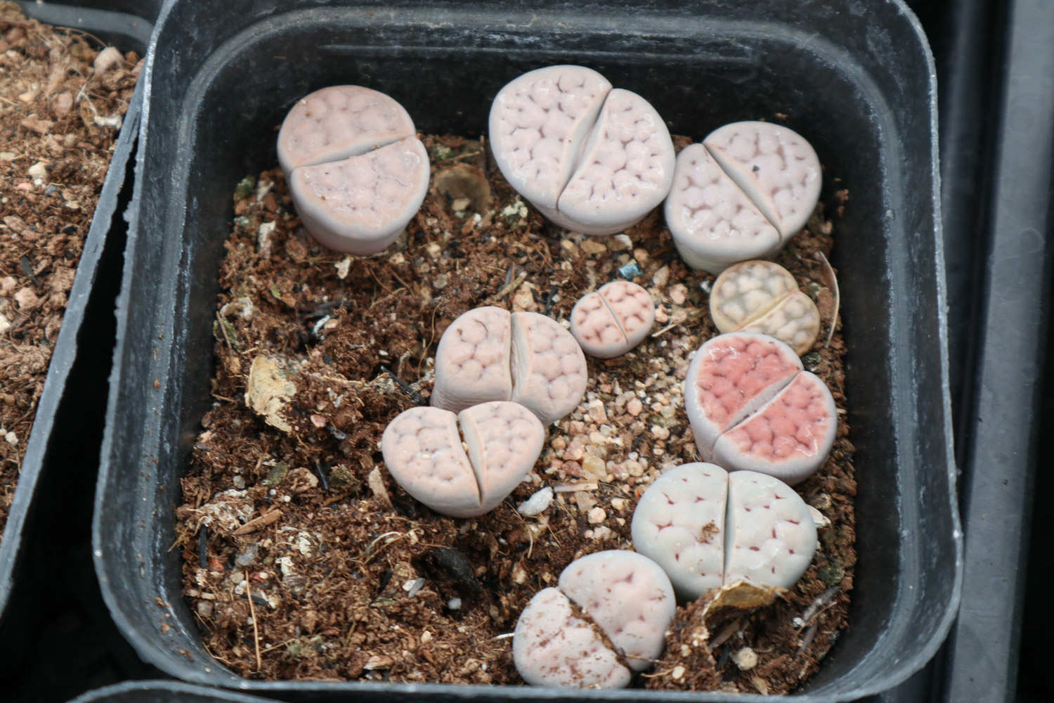 石生花