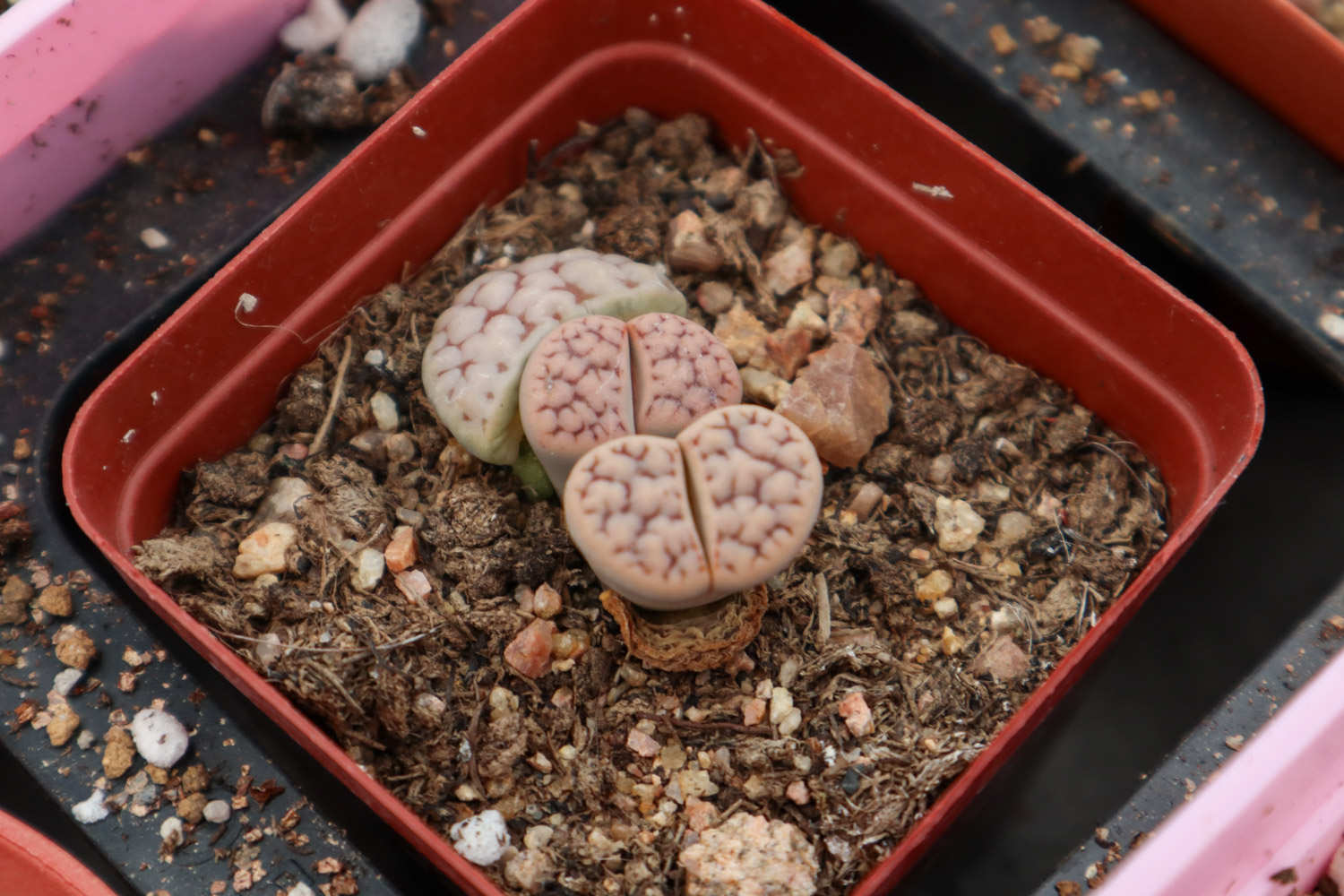 生石花 生石花