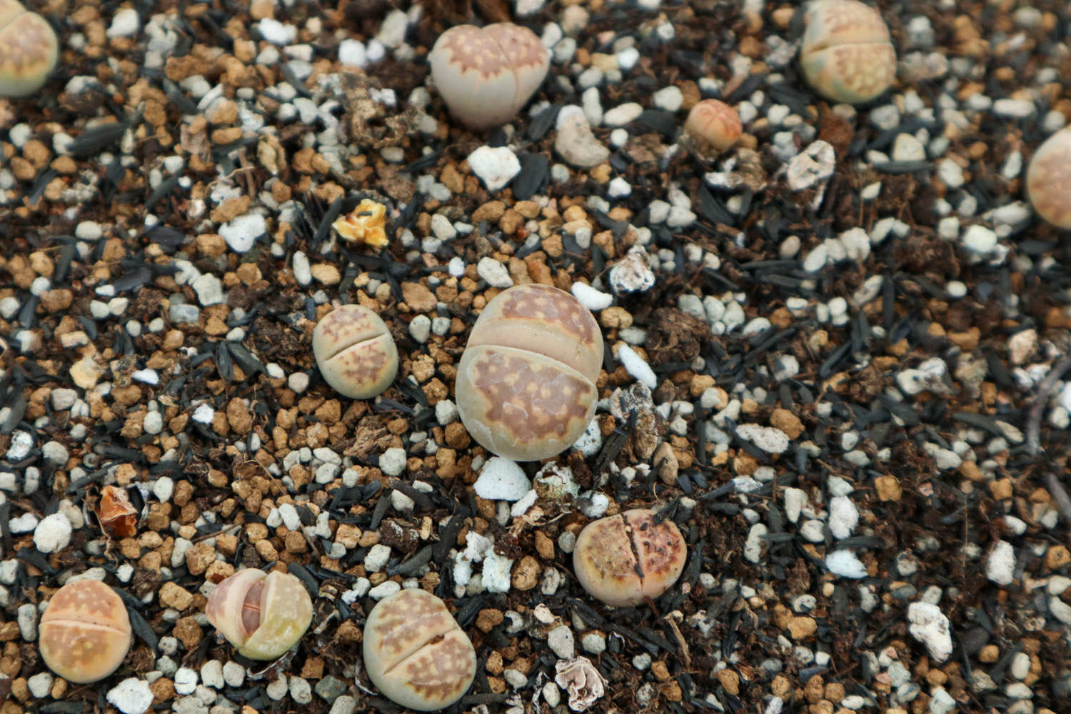 生石花