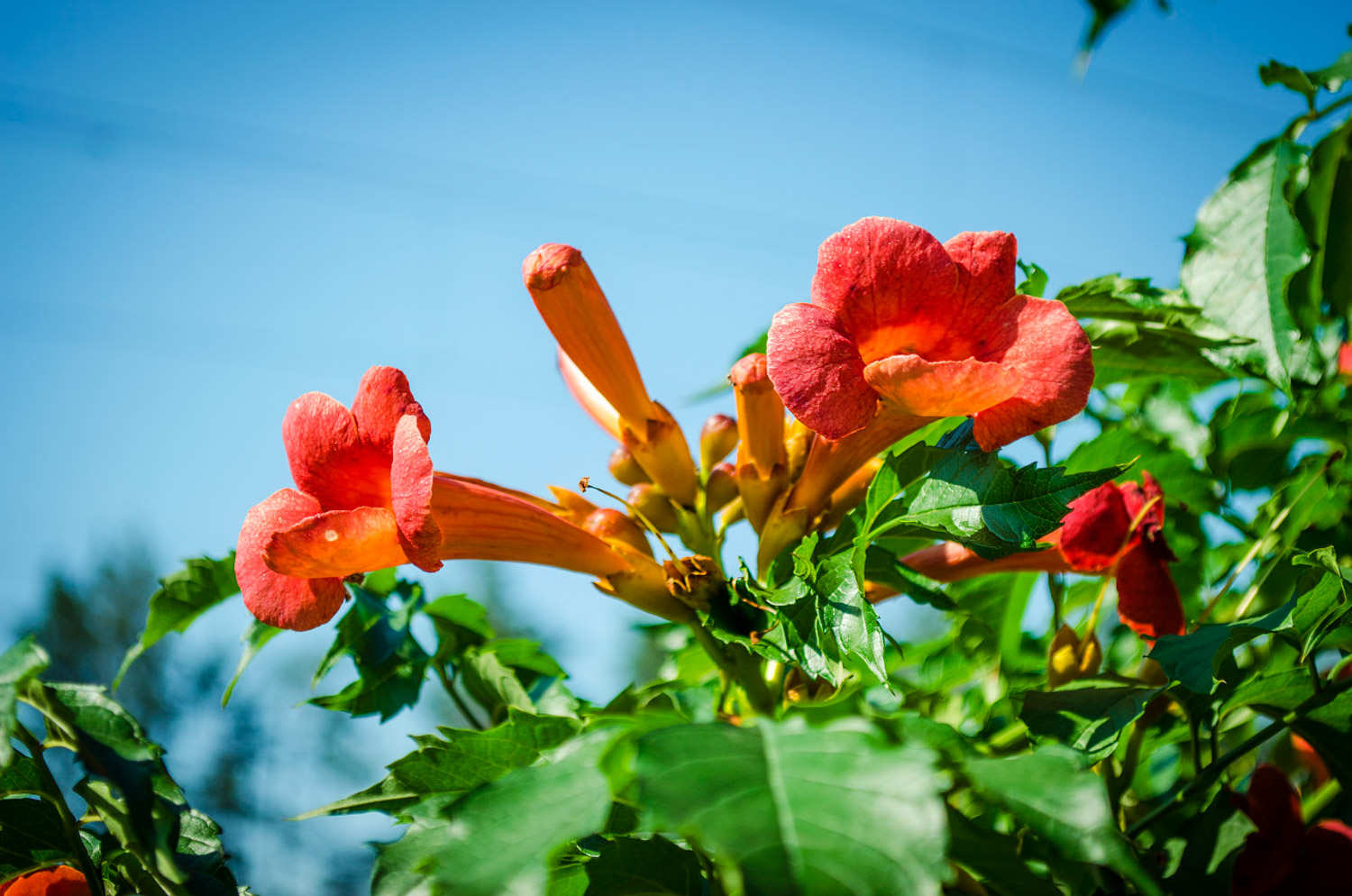 凌霄花