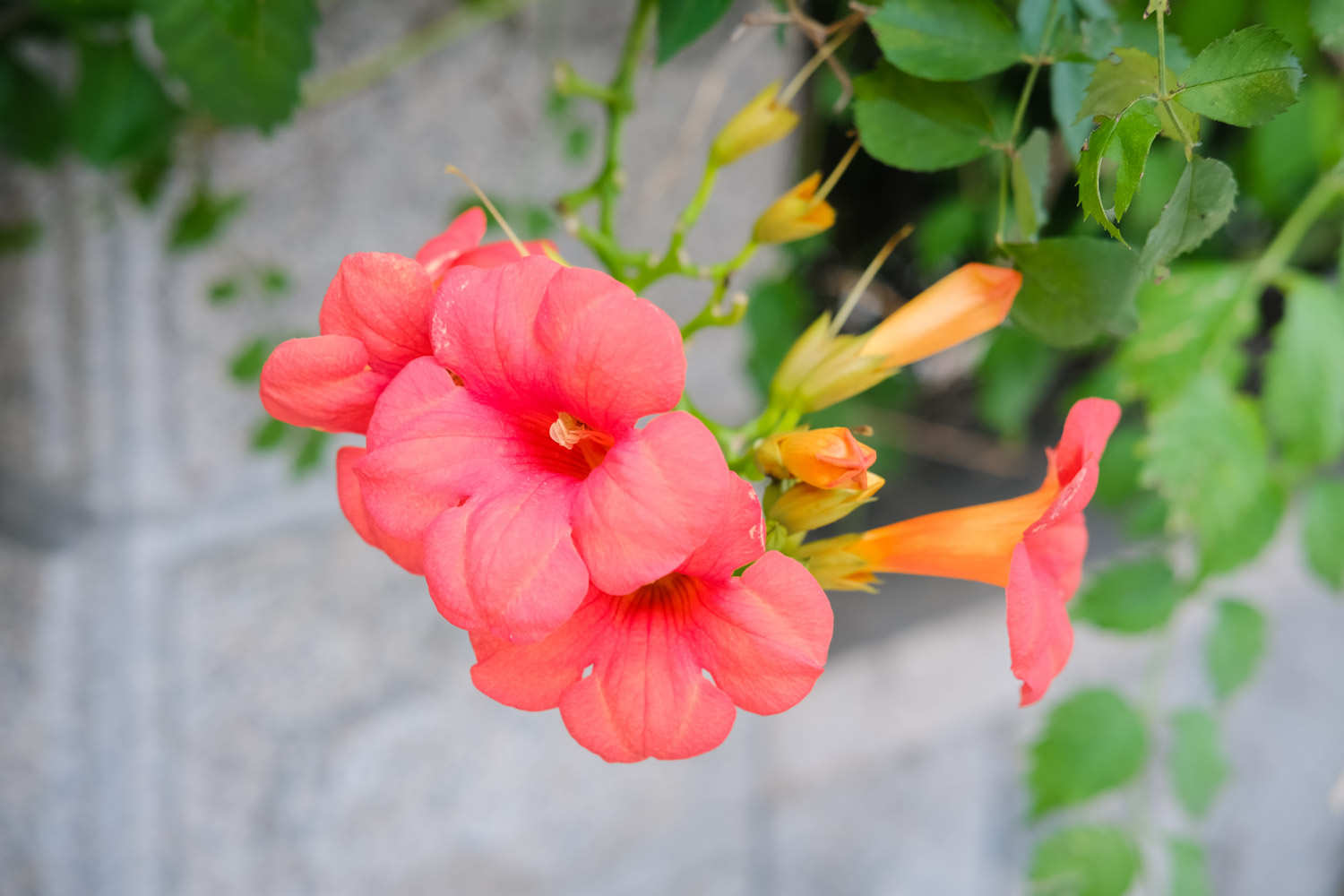 凌霄花