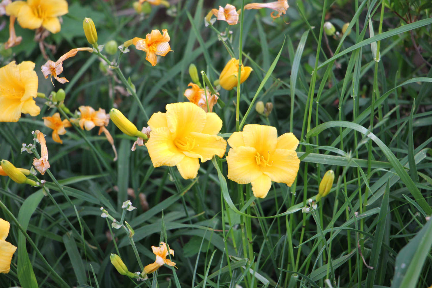 萱草花