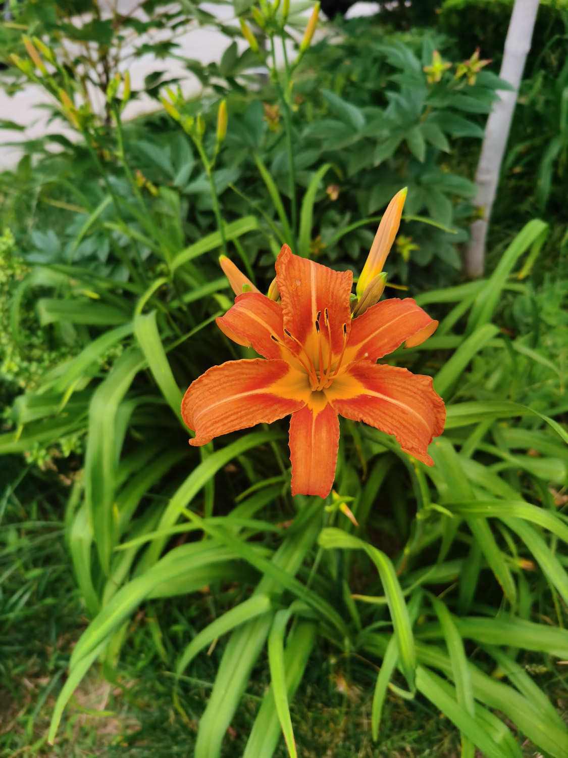 萱草 萱草