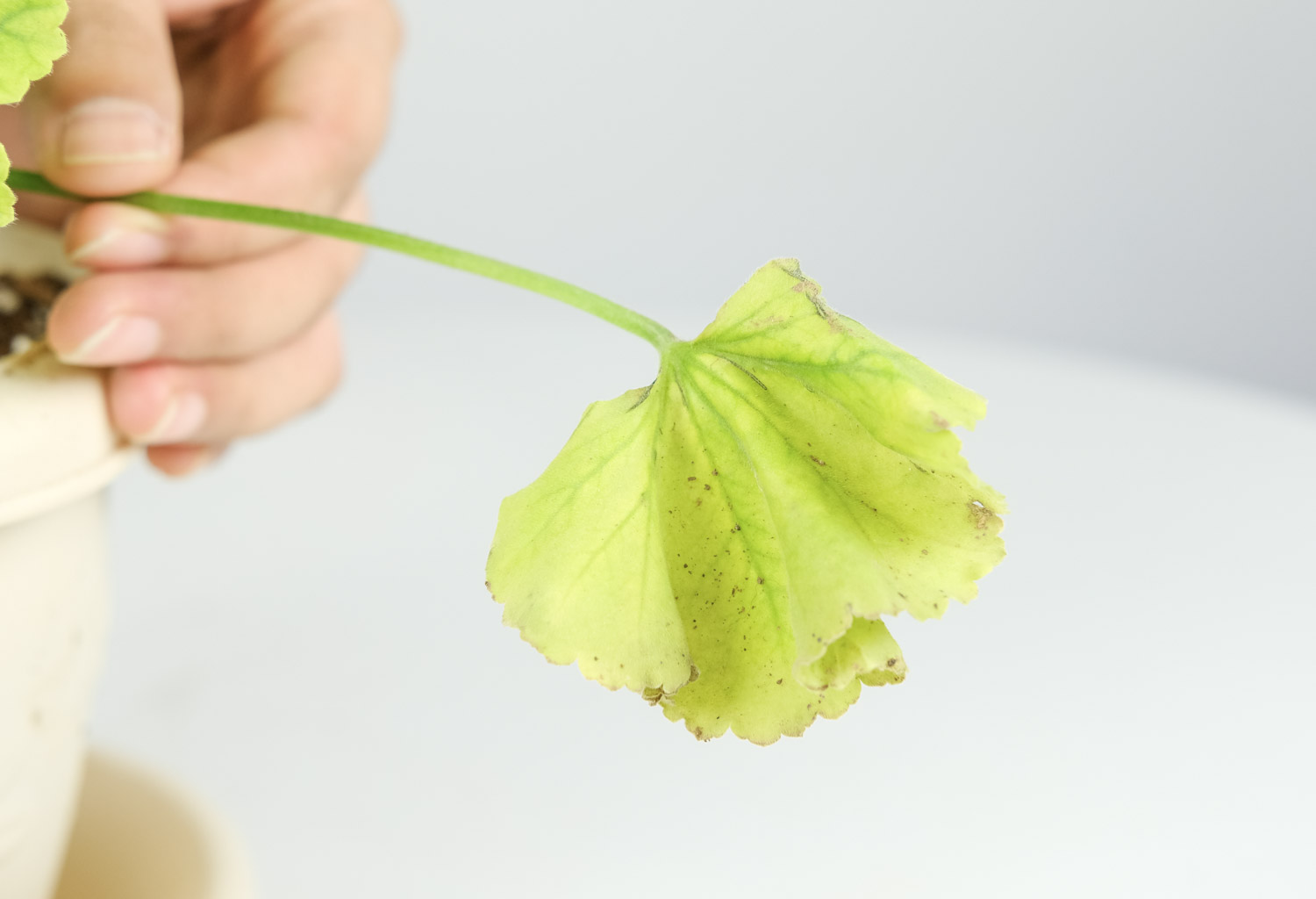 天竺葵 天竺葵